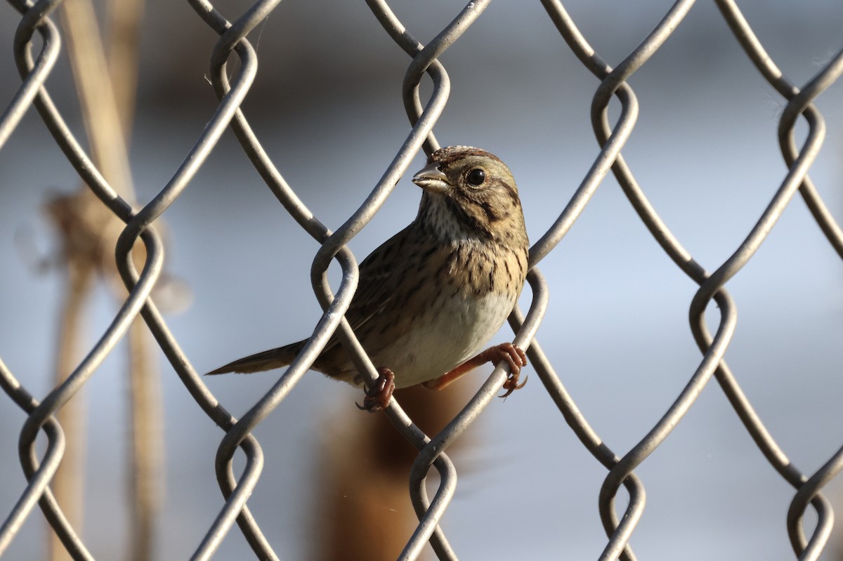 Lincoln's Sparrow - ML642813240