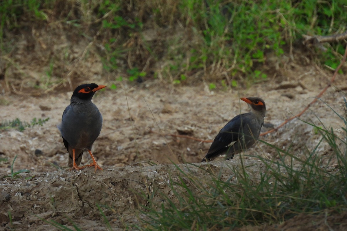 Bank Myna - ML642813248