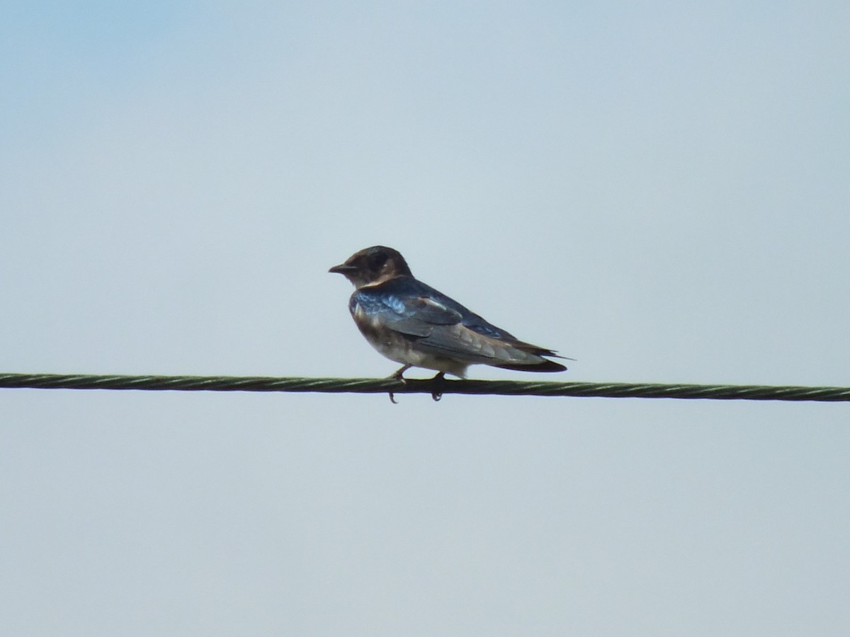 Gray-breasted Martin - ML642813252