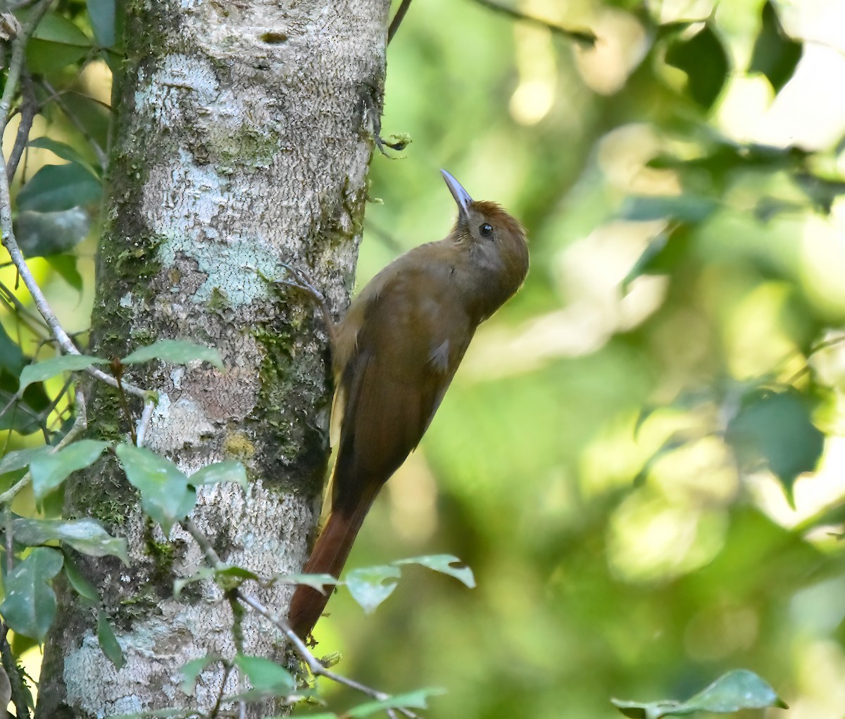 Plain-winged Woodcreeper (Plain-winged) - ML642813259