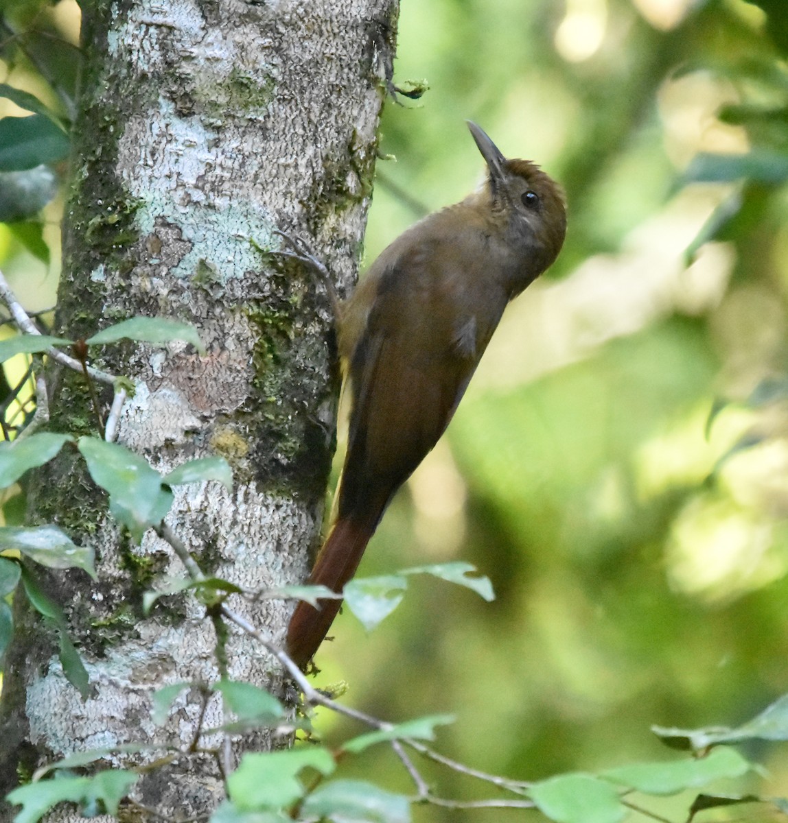 Plain-winged Woodcreeper (Plain-winged) - ML642813260