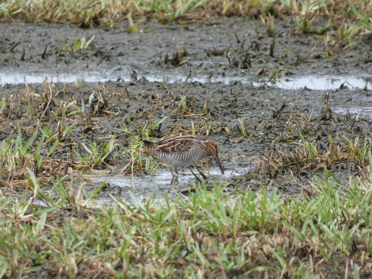 bekasina severoamerická - ML642813265