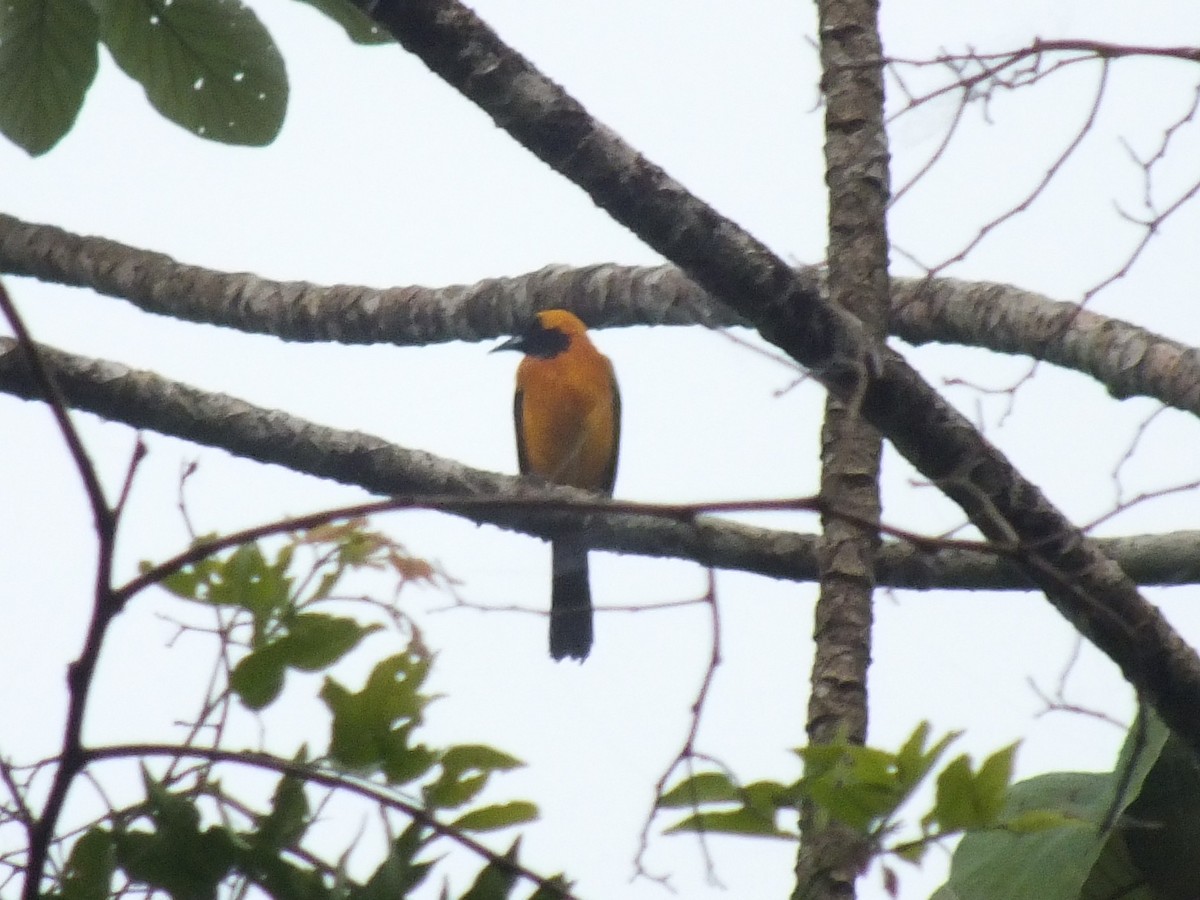 Yellow-backed Oriole - ML642813268