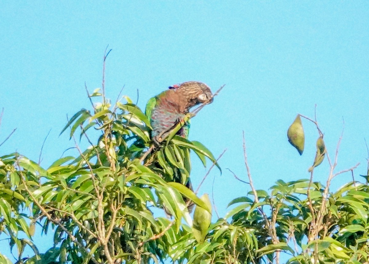 Red-fan Parrot - ML642813269
