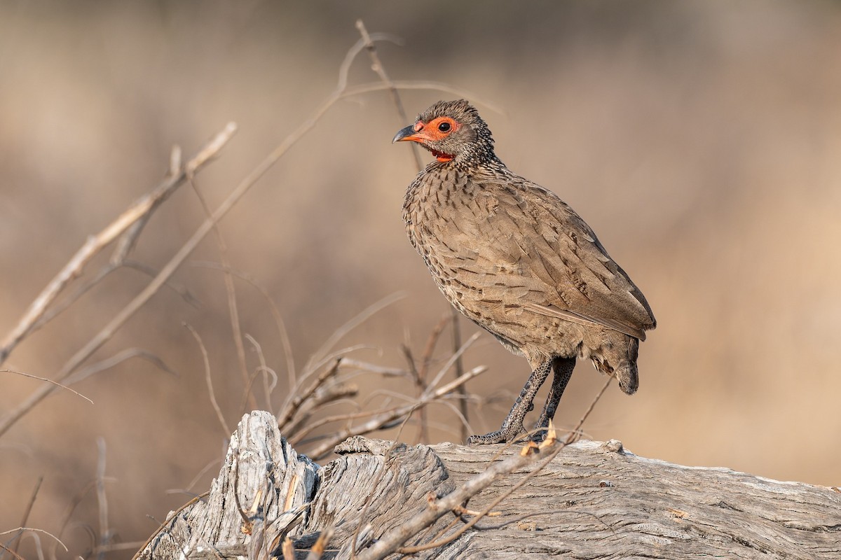 Swainson's Spurfowl - ML642813271