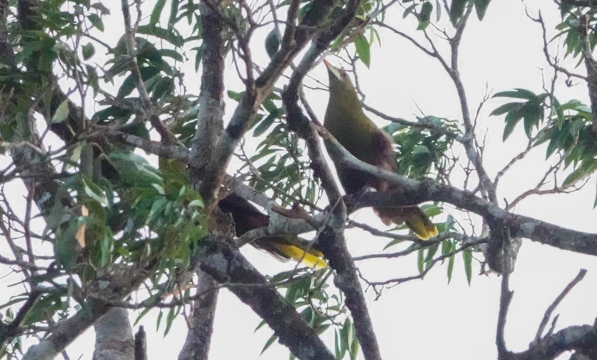 Green Oropendola - ML642813282