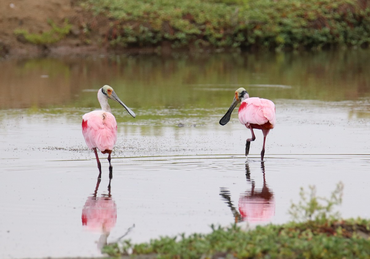 Roseate Spoonbill - ML642813291