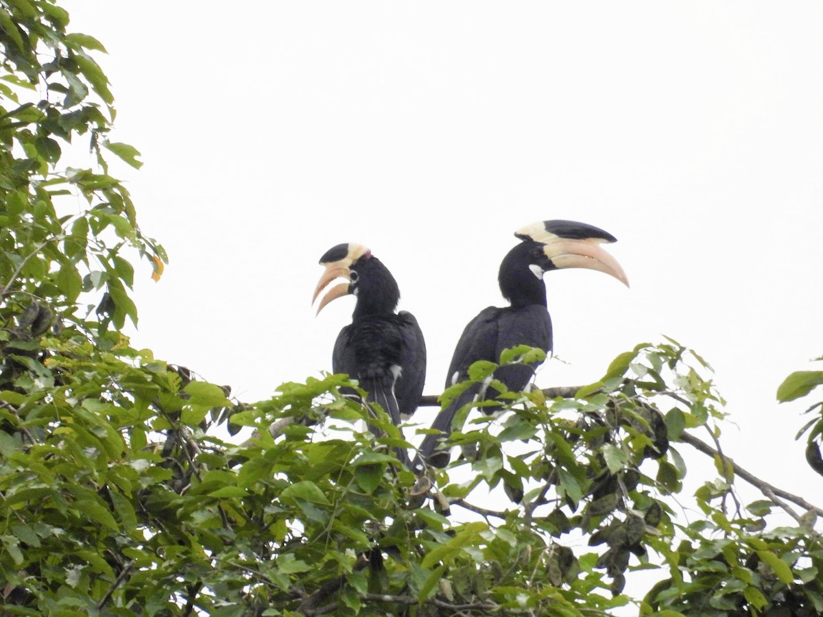 Malabar Pied-Hornbill - ML642813292
