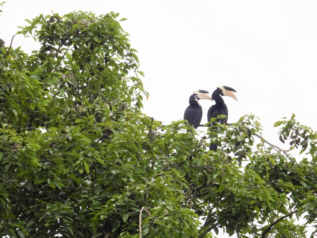 Malabar Pied-Hornbill - ML642813293