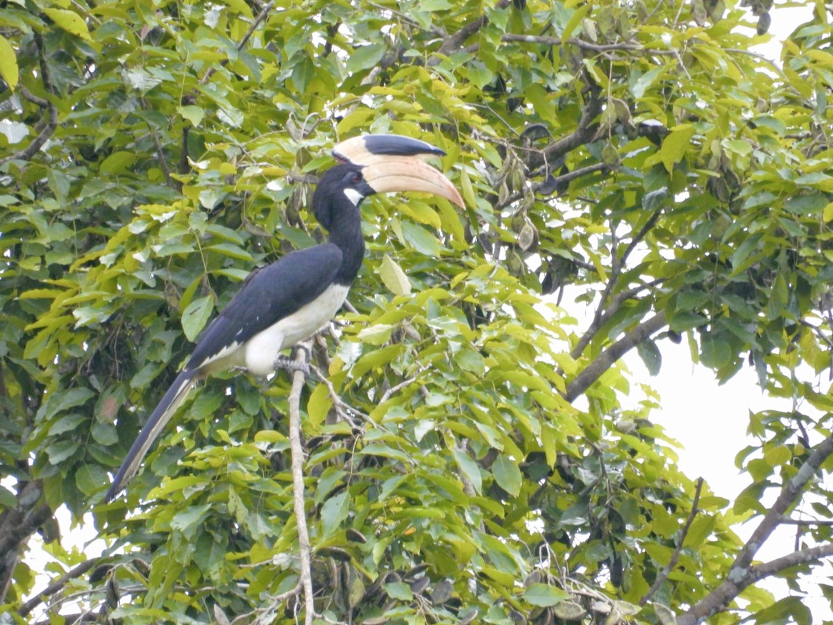 Malabar Pied-Hornbill - ML642813294