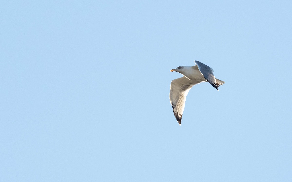 Yellow-legged Gull - ML642813295