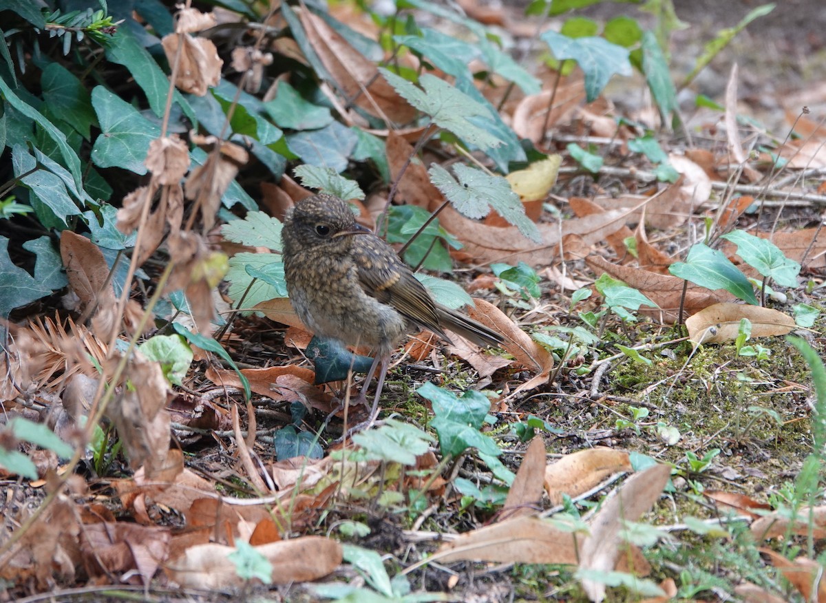 European Robin - ML642813302