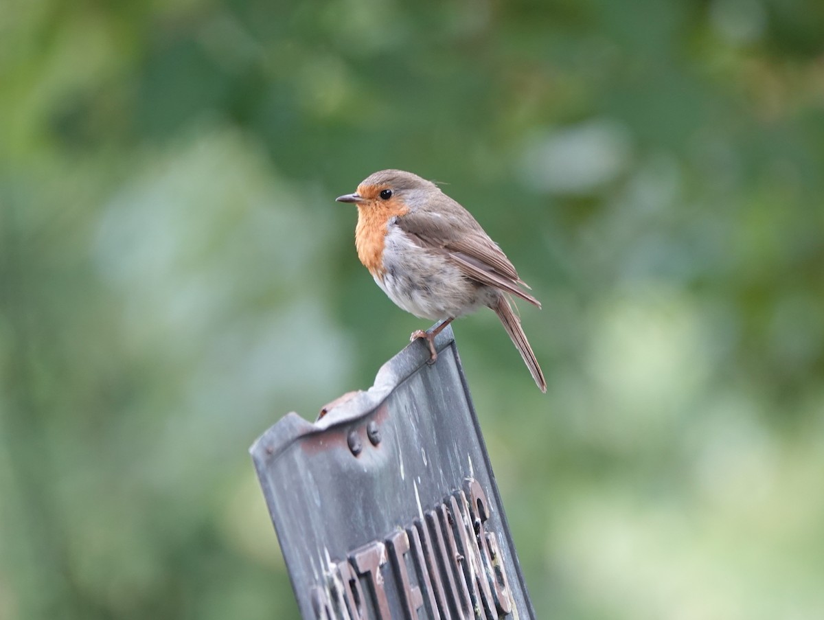 European Robin - ML642813303