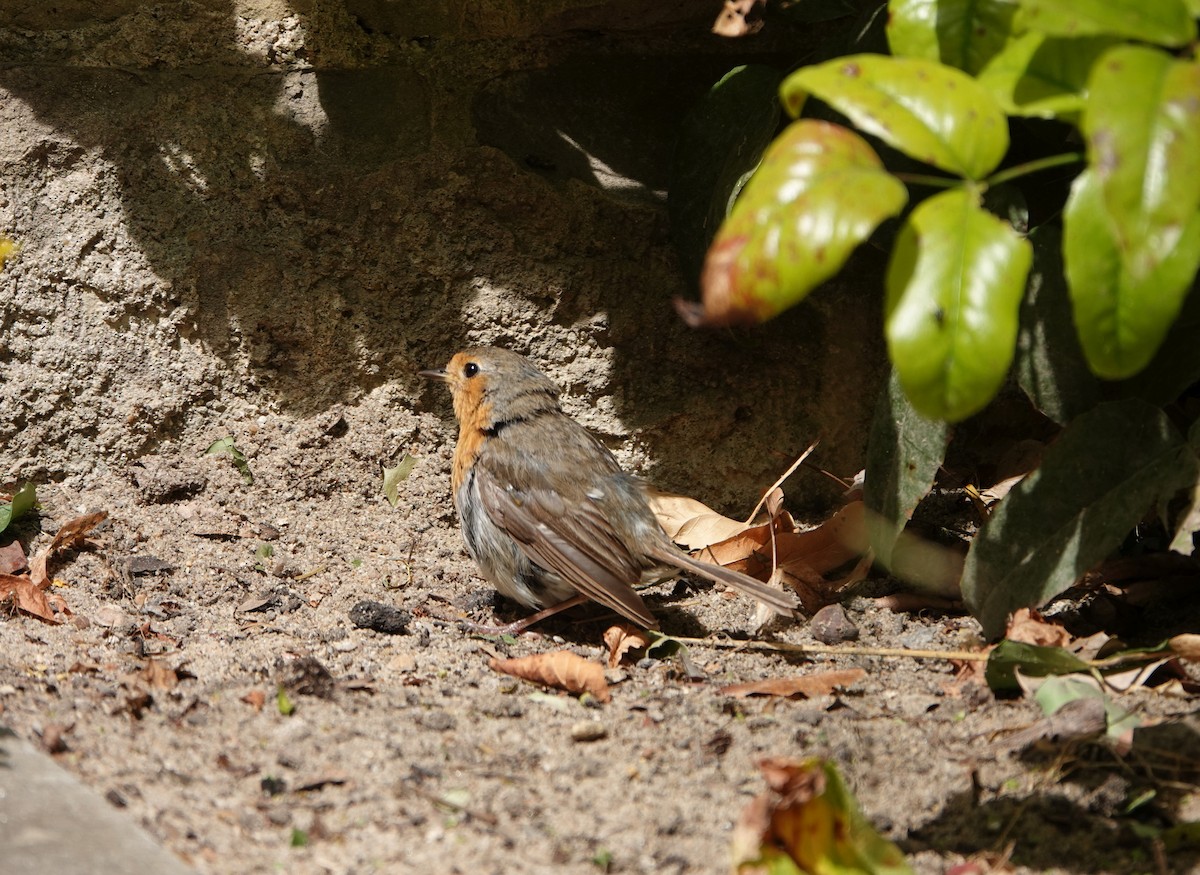 European Robin - ML642813307