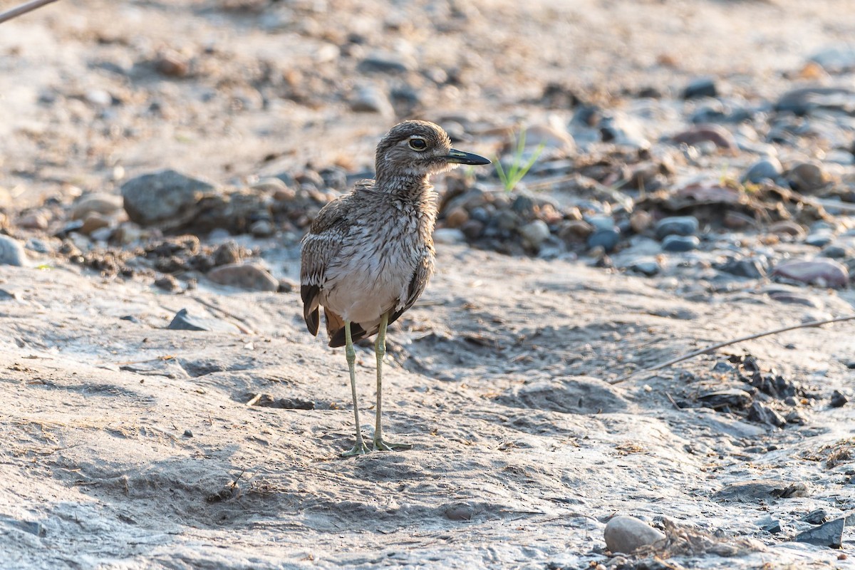 Water Thick-knee - ML642813308