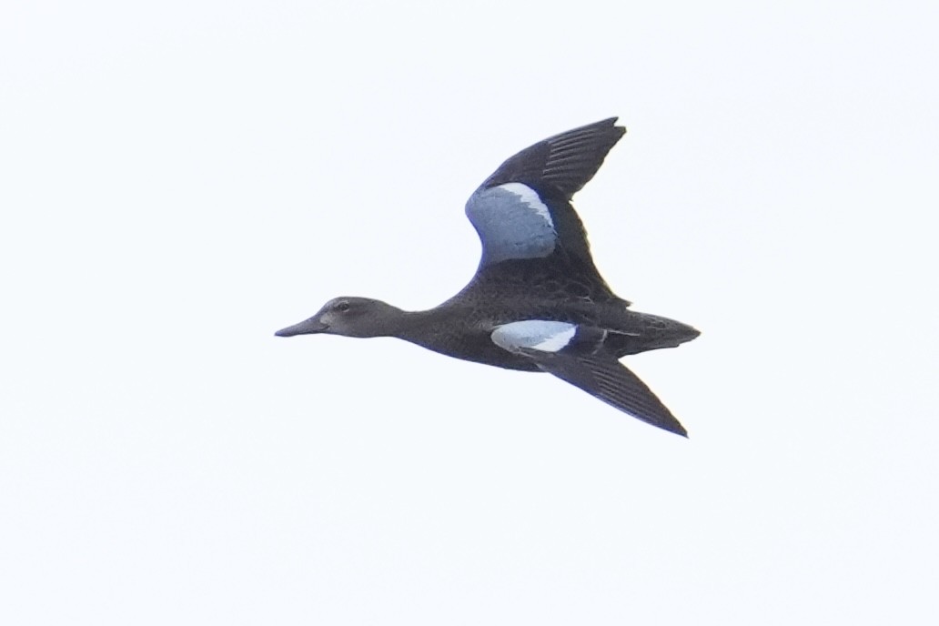 Blue-winged Teal - ML642813322