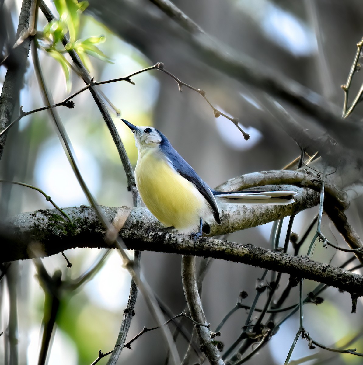 Creamy-bellied Gnatcatcher - ML642813330