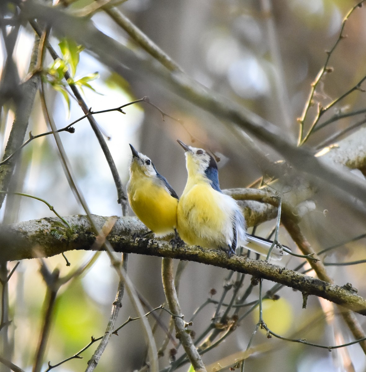 Creamy-bellied Gnatcatcher - ML642813331