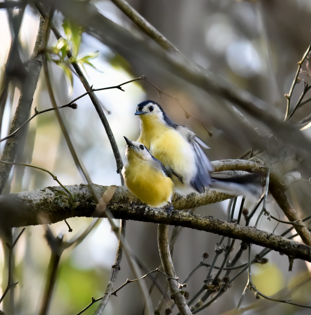 Creamy-bellied Gnatcatcher - ML642813332