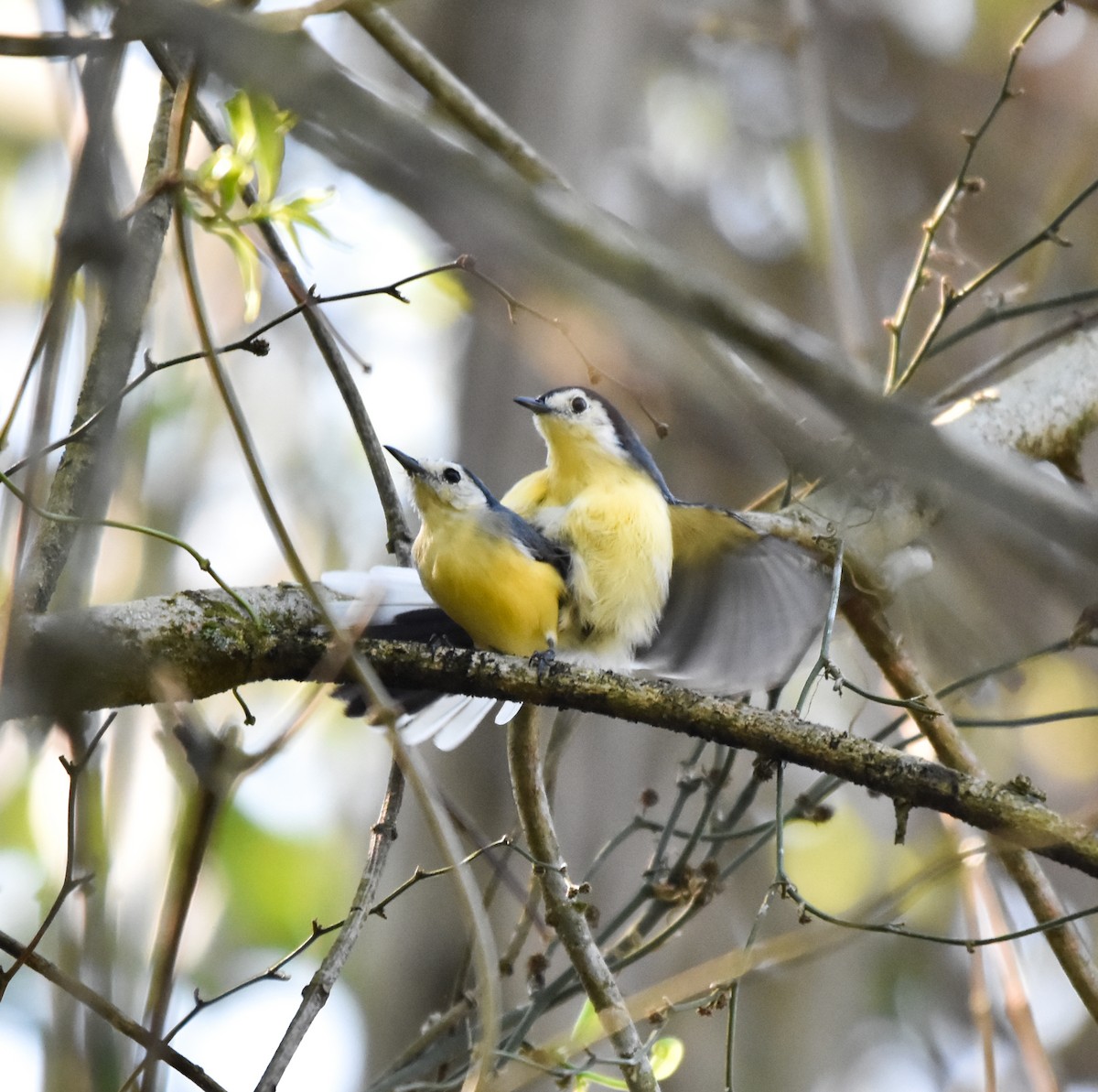 Creamy-bellied Gnatcatcher - ML642813333
