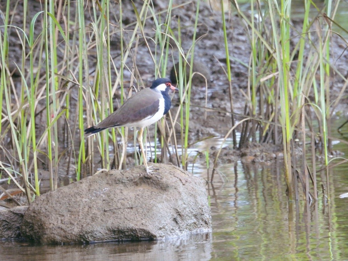 Red-wattled Lapwing - ML642813336
