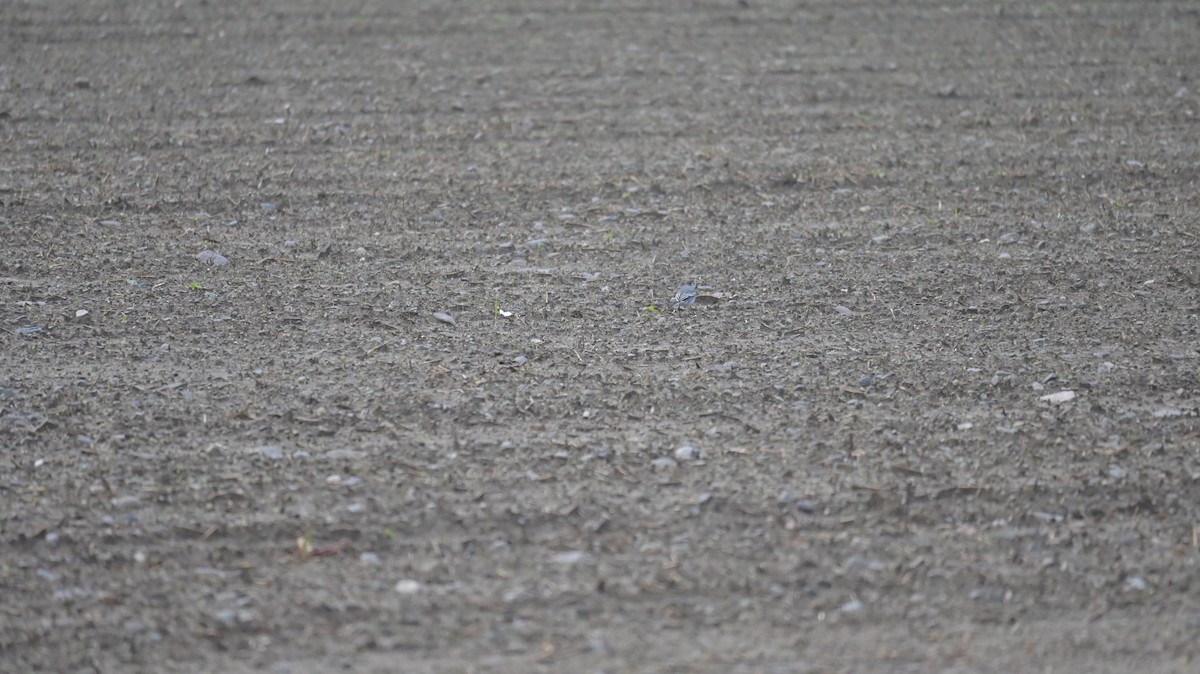 White Wagtail - ML642813348