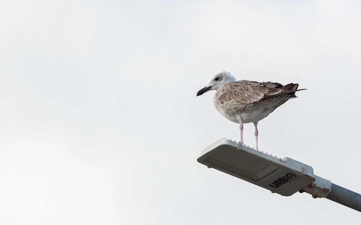 Caspian Gull - ML642813351
