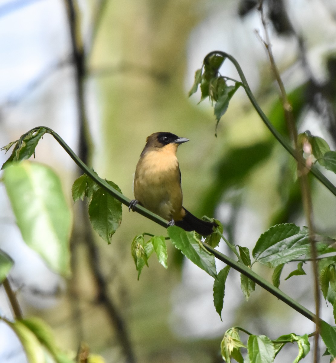 Black-goggled Tanager - ML642813356