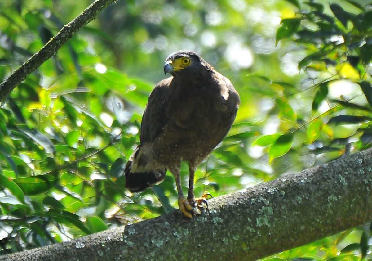 Crested Serpent-Eagle - ML642813373