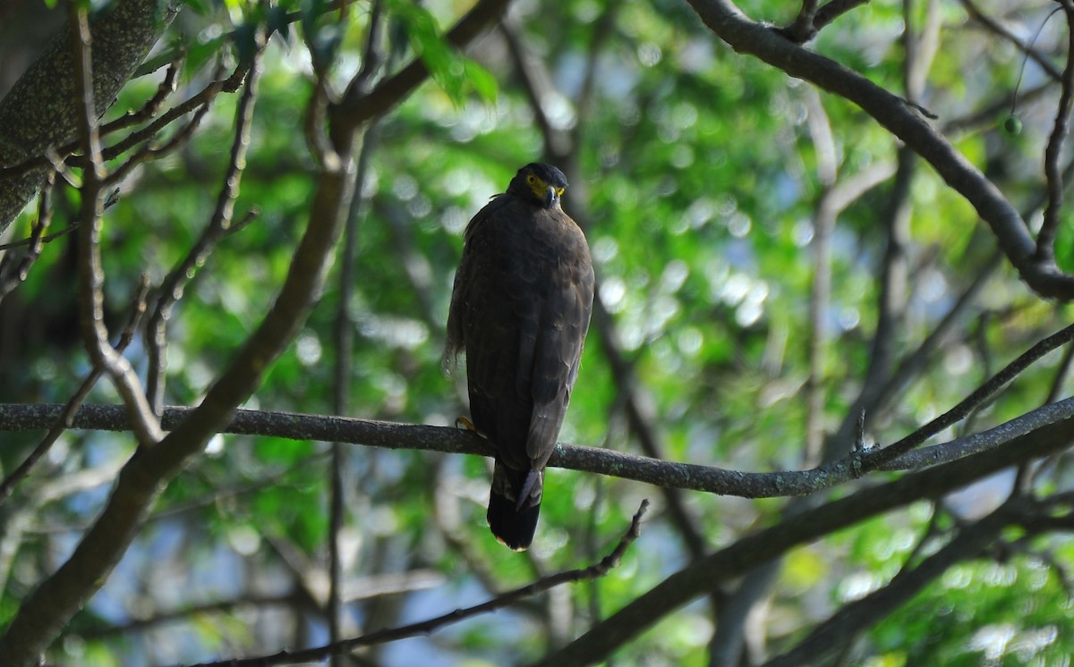 Crested Serpent-Eagle - ML642813375