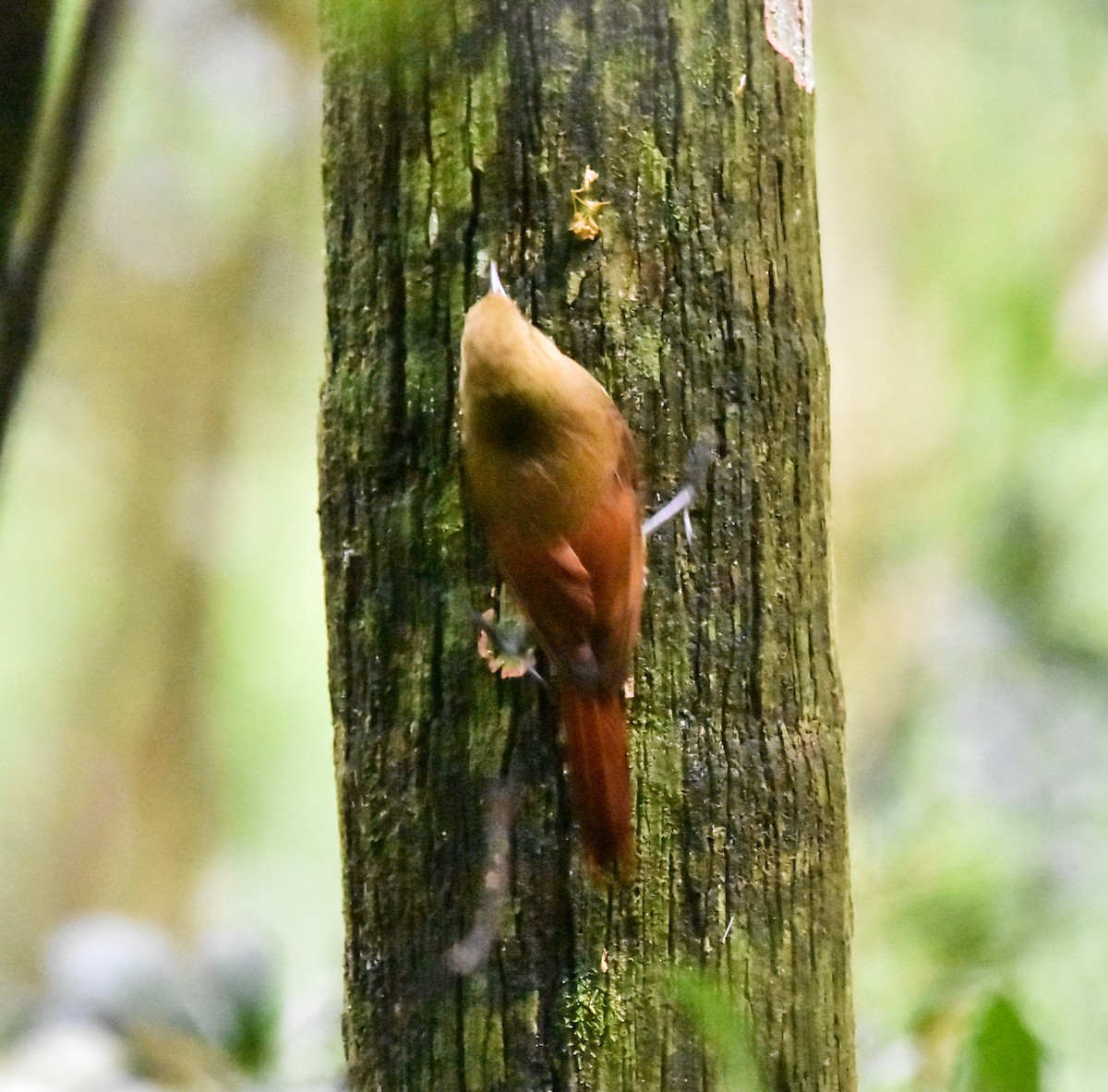 Olivaceous Woodcreeper - ML642813379