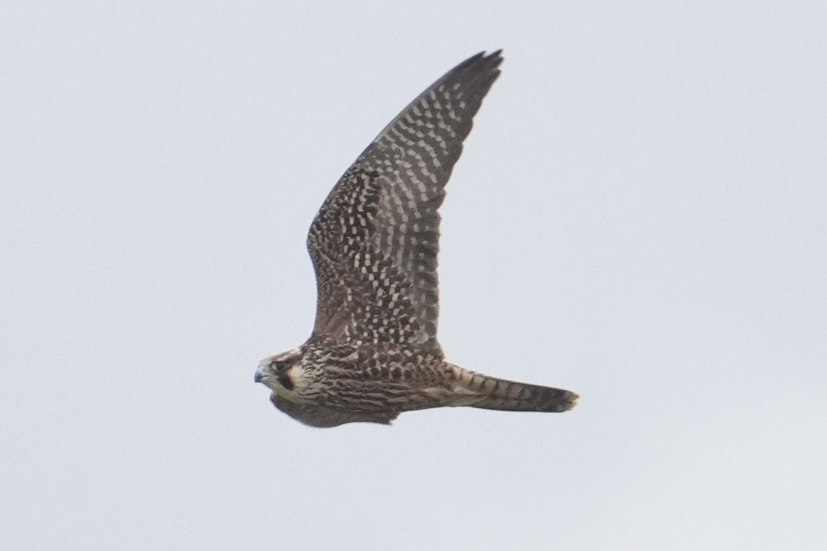 Peregrine Falcon - ML642813380