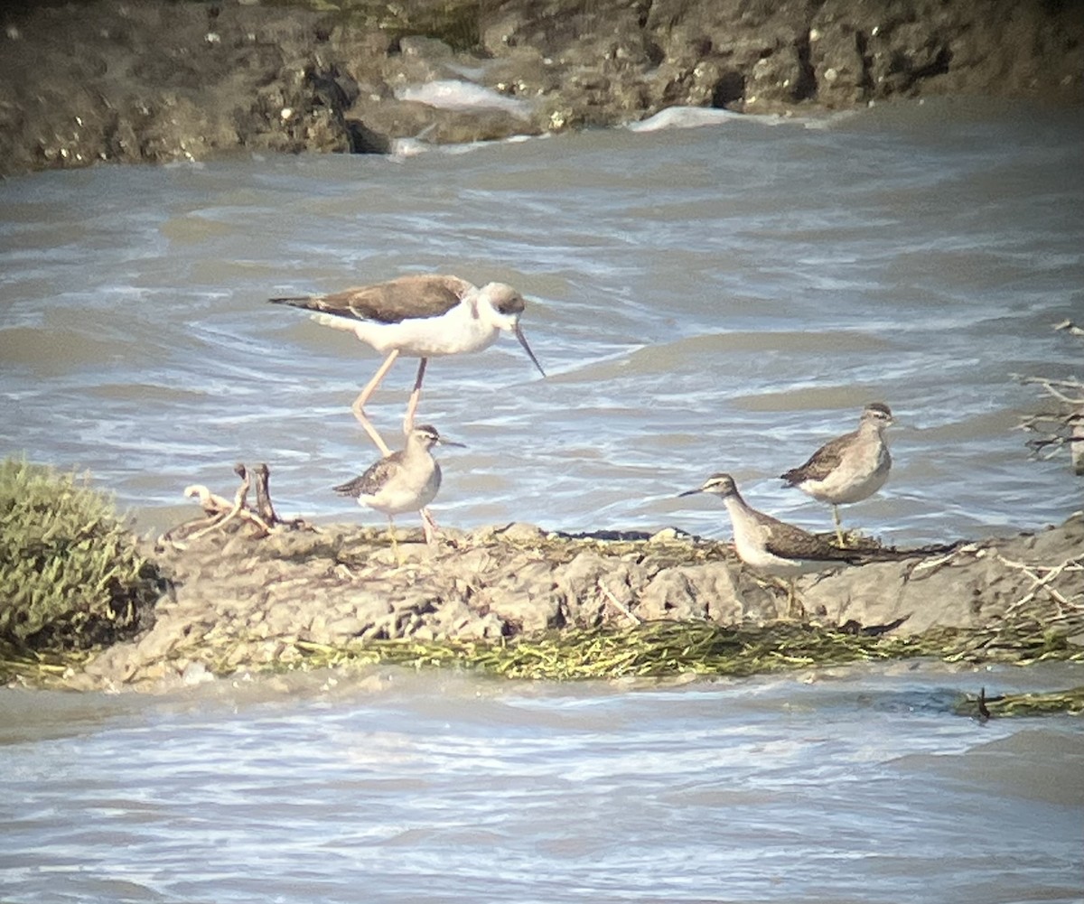 Wood Sandpiper - ML642813382