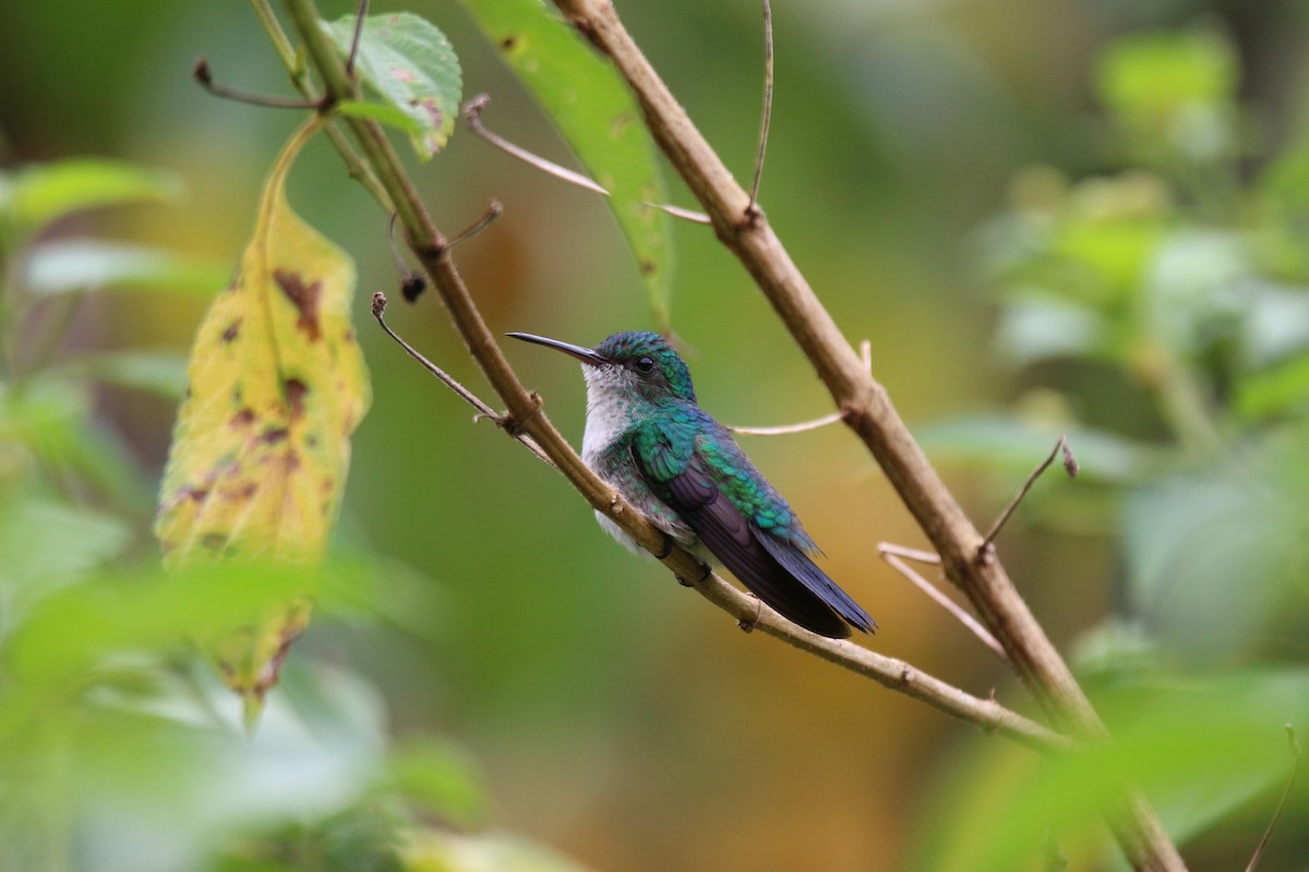 Blue-chinned Sapphire - ML642813383