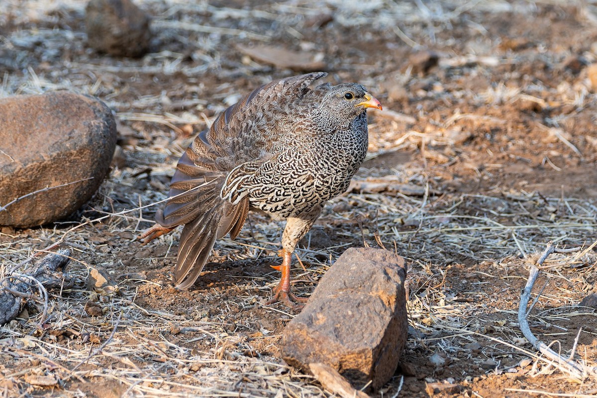 ナタールキジシャコ - ML642813385