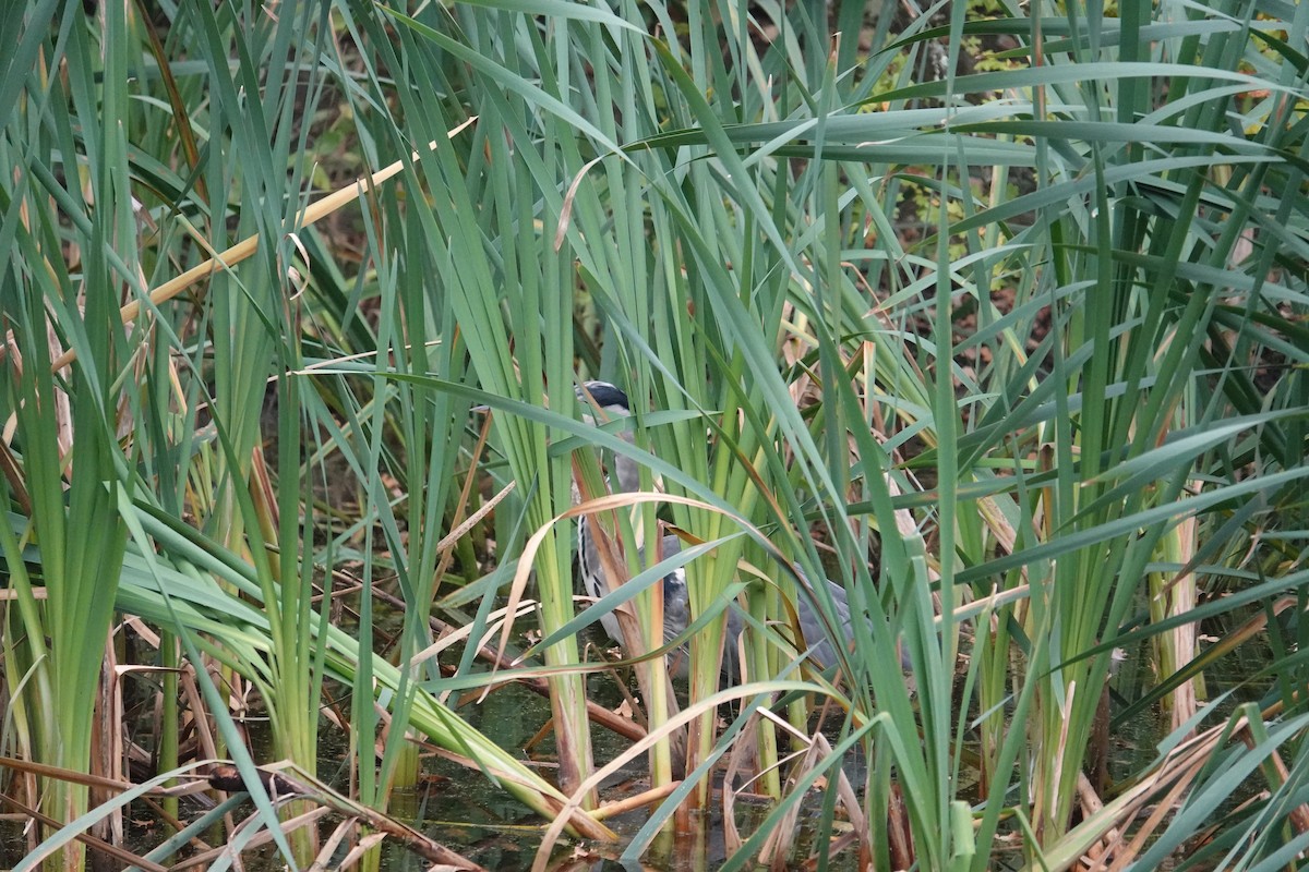 アオサギ - ML642813399