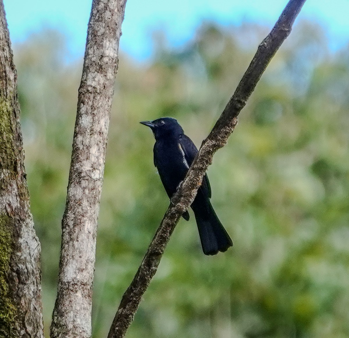 Fulvous-crested Tanager - ML642813407