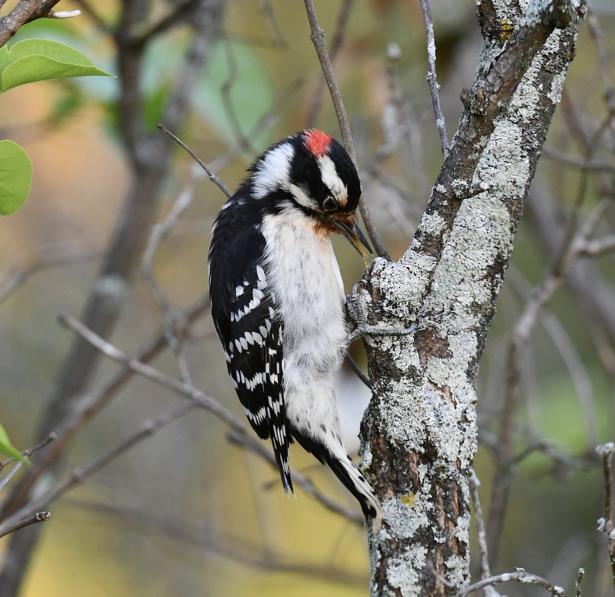 Downy Woodpecker - ML642813426