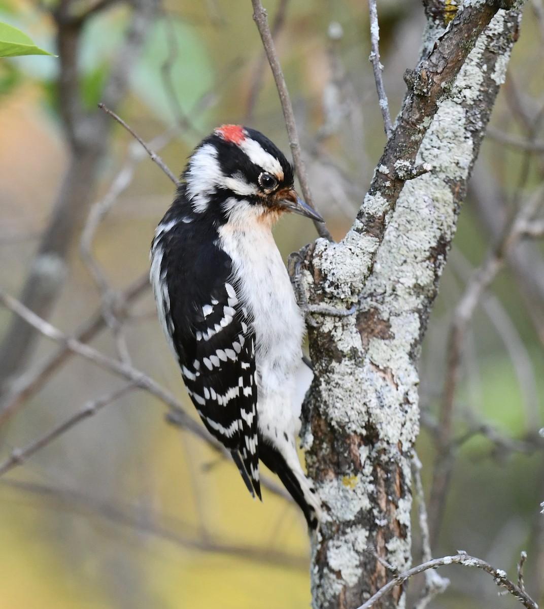 Downy Woodpecker - ML642813427