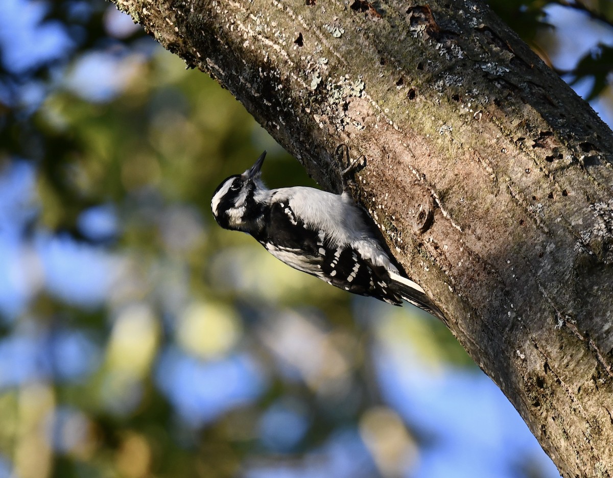 Hairy Woodpecker - ML642813438