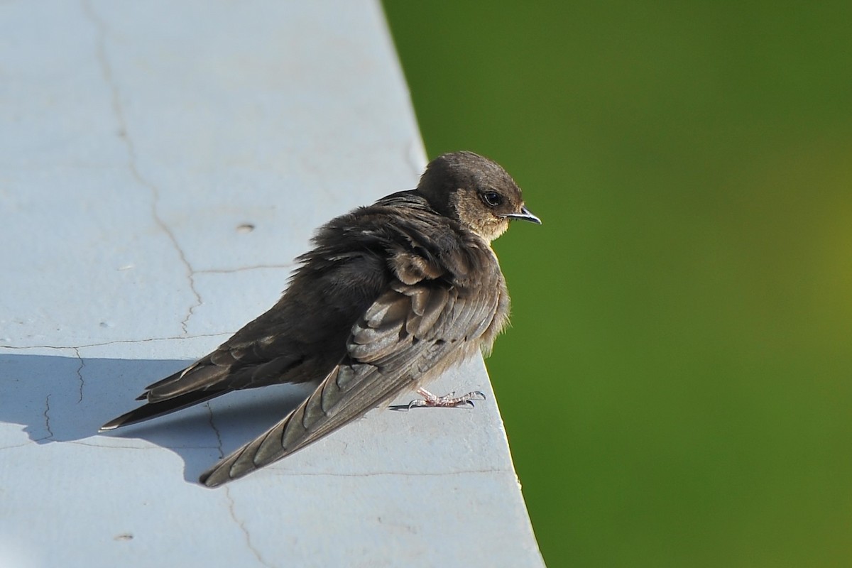 Dusky Crag-Martin - ML642813439