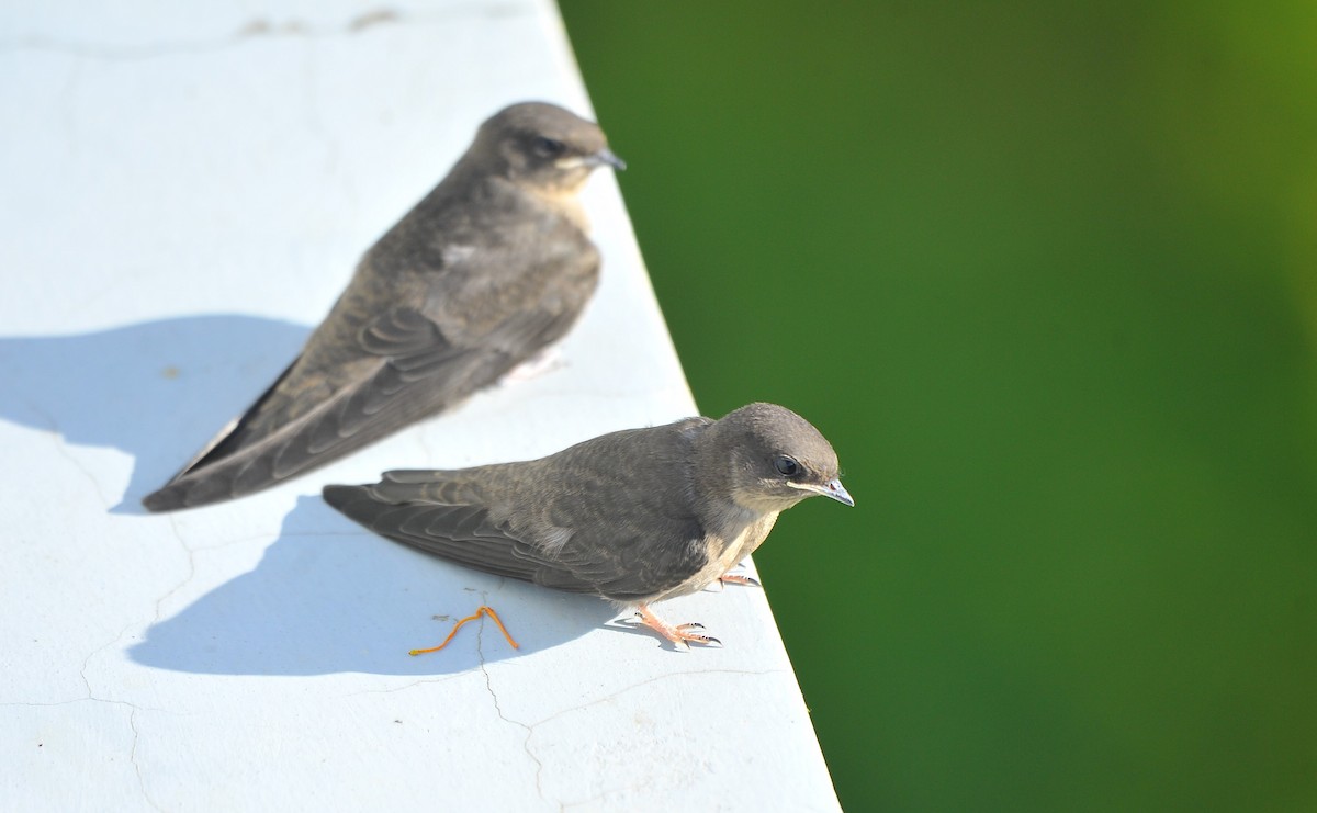 Dusky Crag-Martin - ML642813441