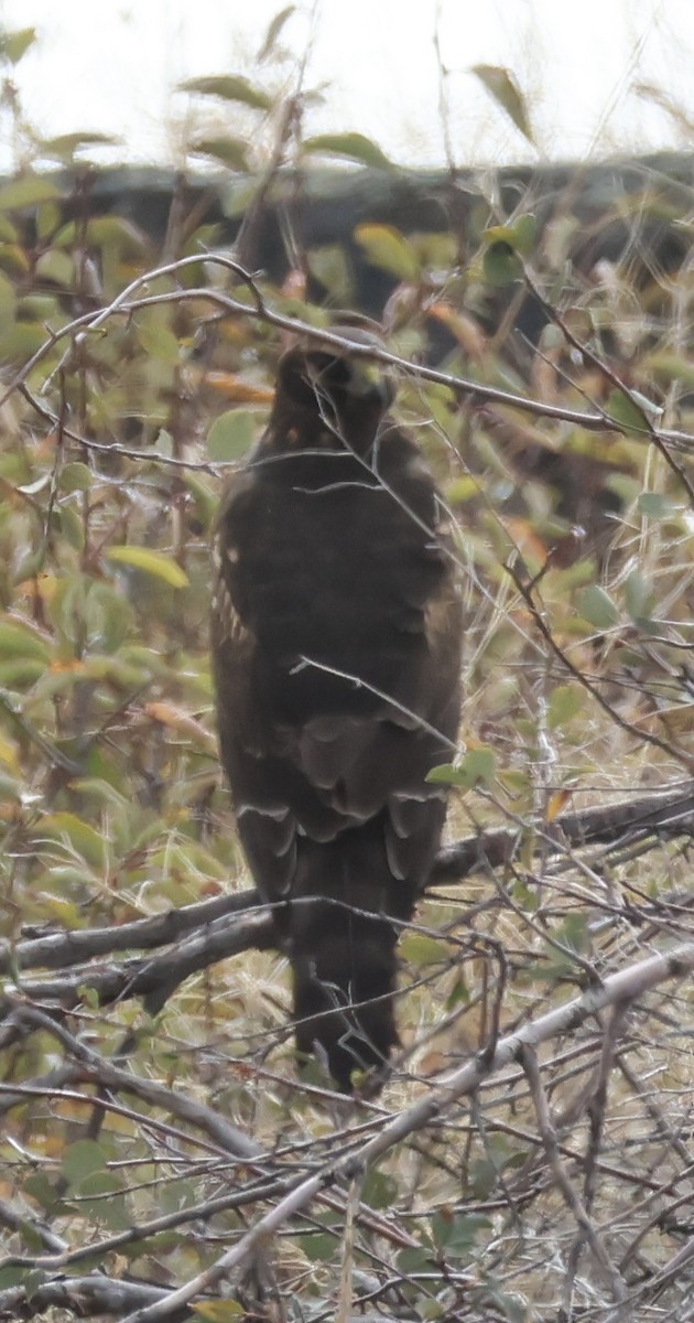 Northern Harrier - ML642813448