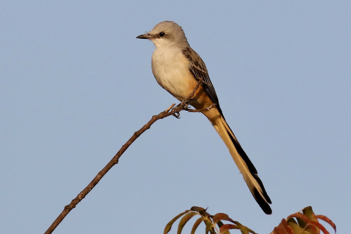 Scissor-tailed Flycatcher - ML642813451