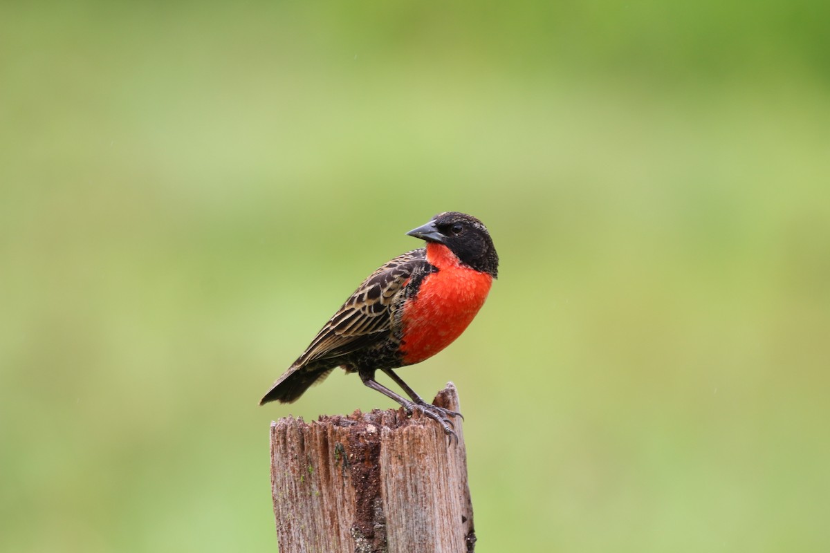 Red-breasted Meadowlark - ML642813456