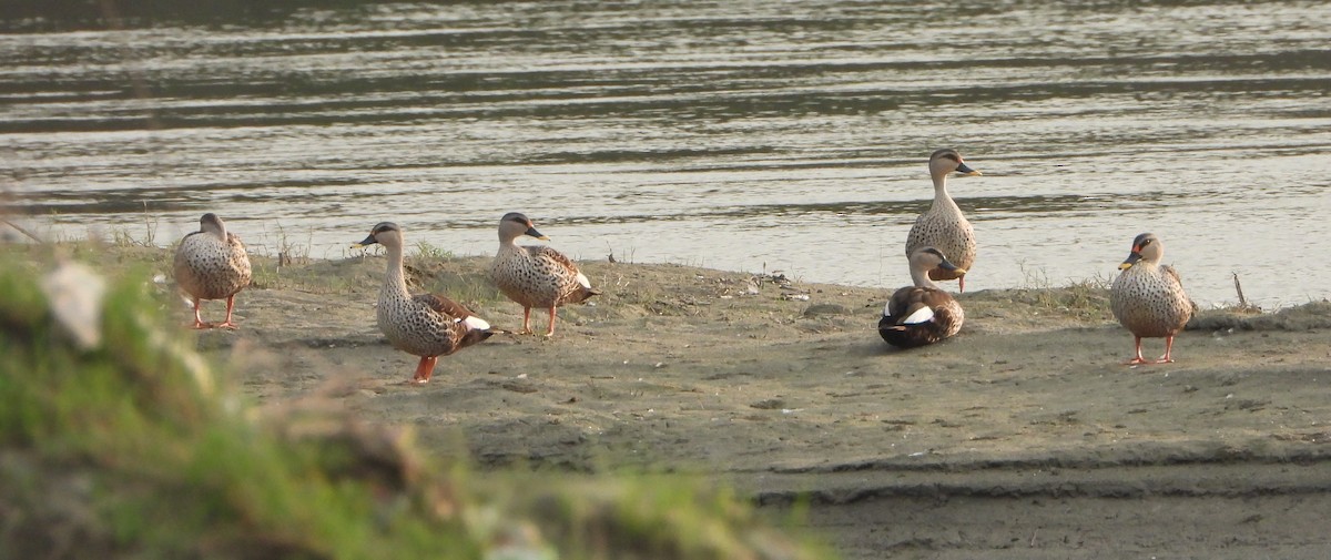 Indian Spot-billed Duck - ML642813457
