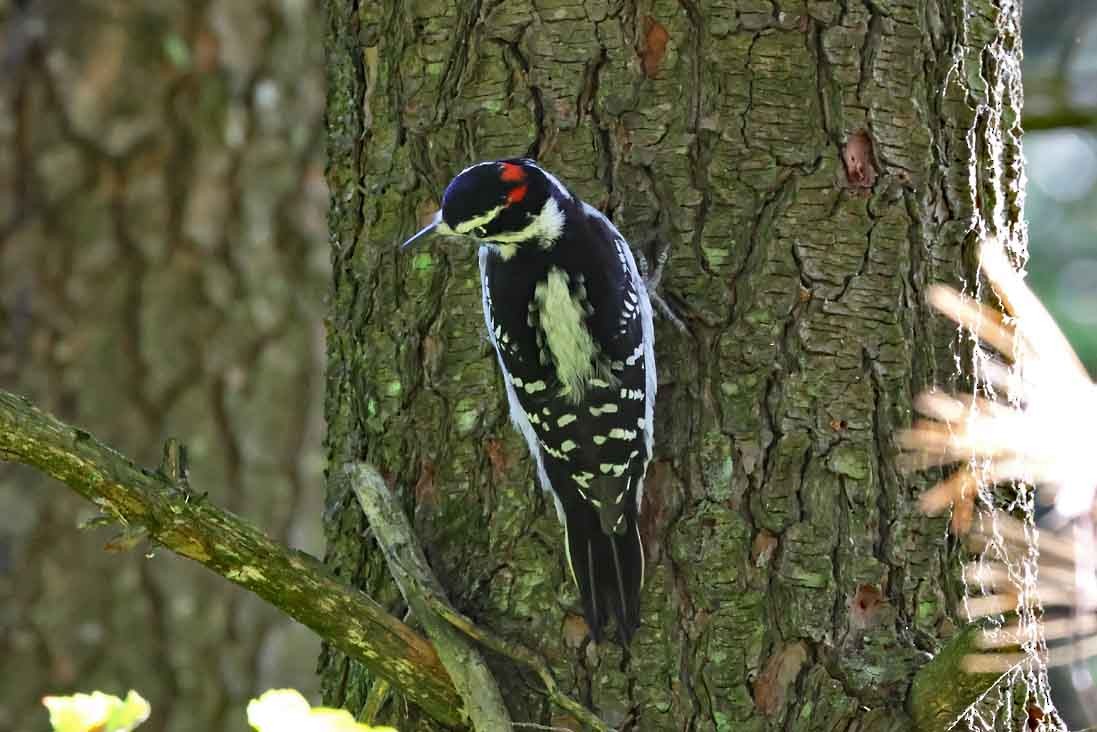 Hairy Woodpecker - ML642813458