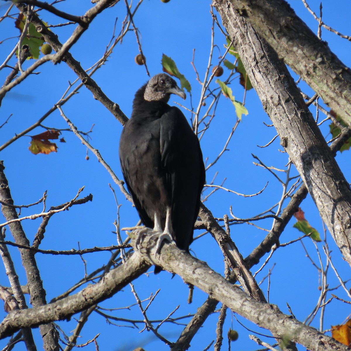 Black Vulture - ML642813466