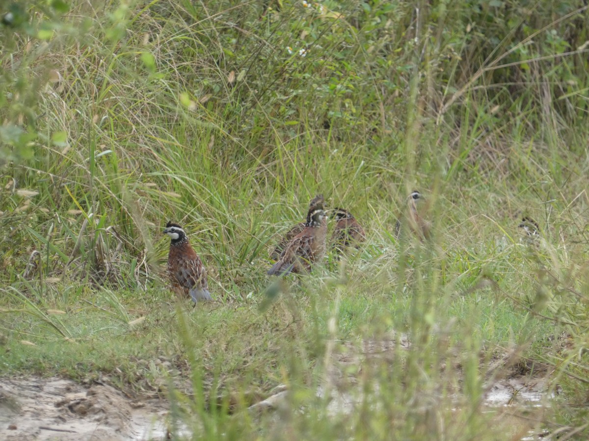 Northern Bobwhite - ML642813476