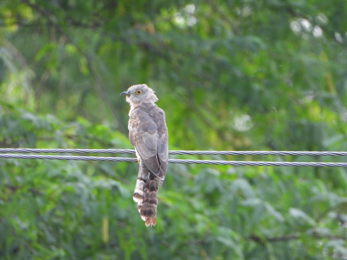 Common Hawk-Cuckoo - ML642813479